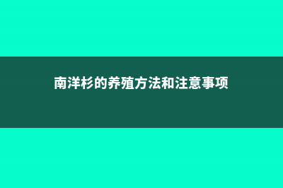 南洋杉的养殖方法和注意事项 (南洋杉的养殖方法和注意事项)