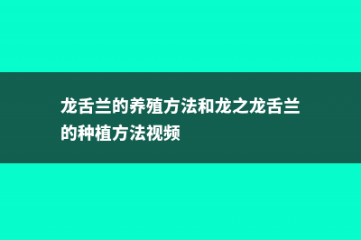 龙舌兰的养殖方法和注意事项 (龙舌兰的养殖方法和龙之龙舌兰的种植方法视频)