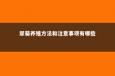 翠菊的养殖方法和注意事项 (翠菊养殖方法和注意事项有哪些)