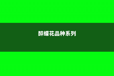 醉蝶花家庭养殖方法和注意事项 (醉蝶花品种系列)