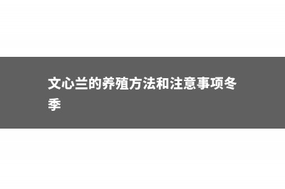 文心兰的养殖方法和注意事项 (文心兰的养殖方法和注意事项冬季)