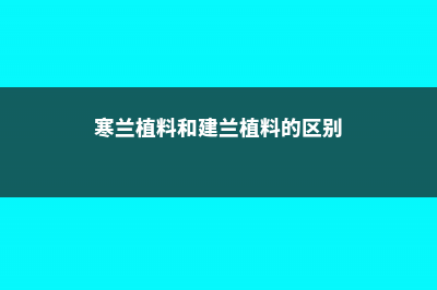 建兰与寒兰有什么区别 (寒兰植料和建兰植料的区别)