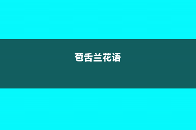 苞舌兰的养殖方法和注意事项 (苞舌兰花语)