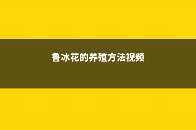 鲁冰花的养殖方法和注意事项 (鲁冰花的养殖方法视频)