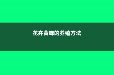 黄蝉的养殖方法和注意事项 (花卉黄蝉的养殖方法)