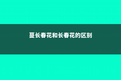 长春蔓和长春花的区别 (蔓长春花和长春花的区别)