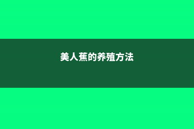 美人蕉的养殖方法和注意事项 (美人蕉的养殖方法)