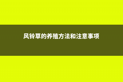 风铃草的养殖方法和注意事项 (风铃草的养殖方法和注意事项)