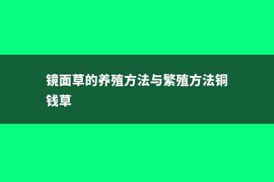 镜面草的养殖方法 (镜面草的养殖方法与繁殖方法铜钱草)