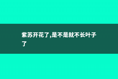 紫苏开花后怎么收集种子 (紫苏开花了,是不是就不长叶子了)