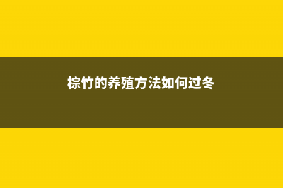 棕竹的养殖方法和注意事项 (棕竹的养殖方法如何过冬)