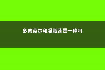 凝脂莲和劳尔的区别 (多肉劳尔和凝脂莲是一种吗)