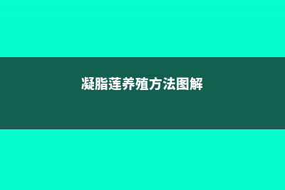 凝脂莲养殖方法和注意事项 (凝脂莲养殖方法图解)