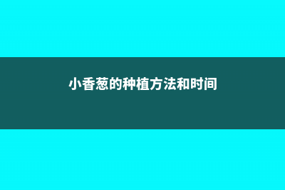 小香葱怎么种 (小香葱的种植方法和时间)