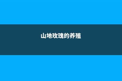 山地玫瑰养殖方法和注意事项 (山地玫瑰的养殖)