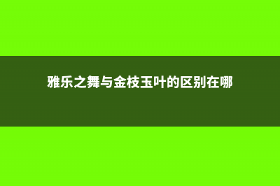 雅乐之舞与金枝玉叶的区别 (雅乐之舞与金枝玉叶的区别在哪)