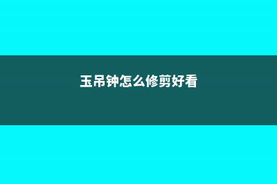 玉吊钟的花语 (玉吊钟怎么修剪好看)