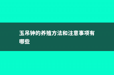 玉吊钟的养殖方法和注意事项 (玉吊钟的养殖方法和注意事项有哪些)