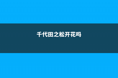 千代田之松开花会死吗 (千代田之松开花吗)