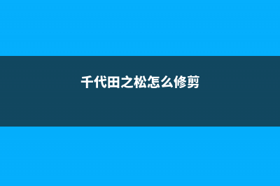 千代田之松怎么养 (千代田之松怎么修剪)