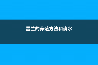 墨兰的养殖方法和注意事项 (墨兰的养殖方法和浇水)