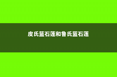 鲁氏石莲和皮氏石莲的区别 (皮氏蓝石莲和鲁氏蓝石莲)