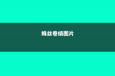 蛛丝卷绢养殖方法和注意事项 (蛛丝卷绢图片)