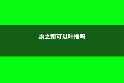 霜之朝开完花会死吗 (霜之朝可以叶插吗)