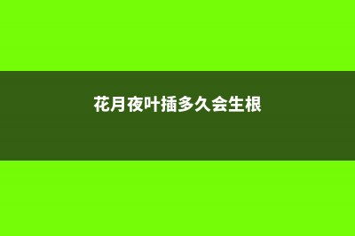 花月夜与厚叶花月夜的区别 (花月夜叶插多久会生根)