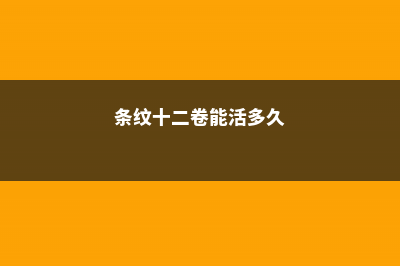 条纹十二卷的养殖方法和注意事项 (条纹十二卷能活多久)