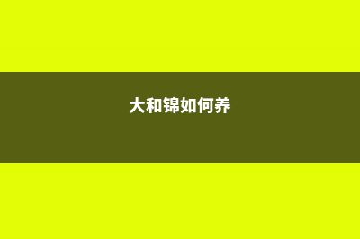 大和锦养殖方法和注意事项 (大和锦如何养)