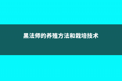 黑法师的养殖方法和注意事项 (黑法师的养殖方法和栽培技术)