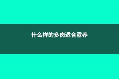 什么样的多肉适合你,韩货,欧货还是中国制造 (什么样的多肉适合露养)