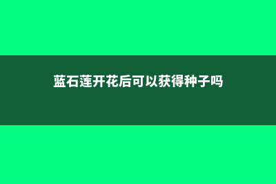 蓝石莲开花会死吗 (蓝石莲开花后可以获得种子吗)