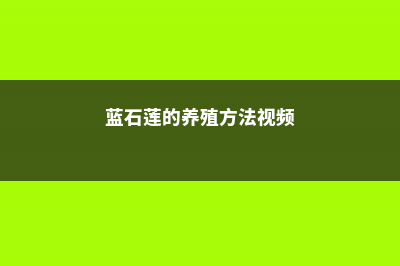 蓝石莲的养殖方法和注意事项 (蓝石莲的养殖方法视频)