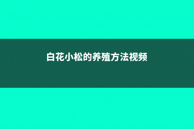 白花小松的养殖方法和注意事项 (白花小松的养殖方法视频)