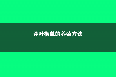 斧叶椒草家庭养殖方法和注意事项 (斧叶椒草的养殖方法)