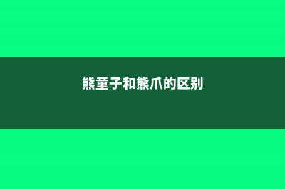 熊童子与猫爪有什么区别 (熊童子和熊爪的区别)