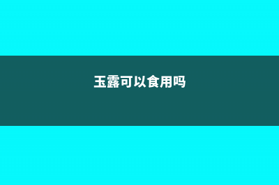 玉露有毒吗，能在家里养吗 (玉露可以食用吗)