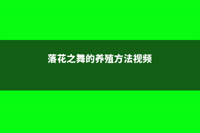 落花之舞的养殖方法和注意事项 (落花之舞的养殖方法视频)