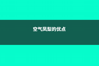 空气凤梨——谁都能养活的精灵植物 – (空气凤梨的优点)