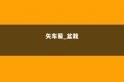 矢车菊的家庭养殖方法及注意事项 (矢车菊 盆栽)