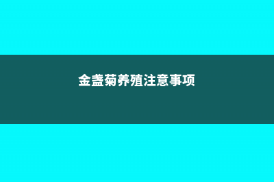 金盏菊的养殖方法和注意事项 (金盏菊养殖注意事项)