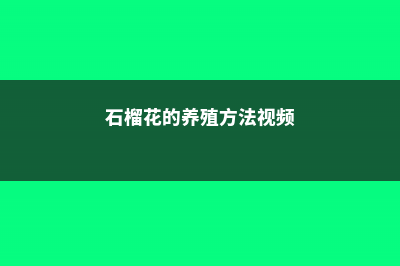 石榴花的养殖方法和注意事项 (石榴花的养殖方法视频)