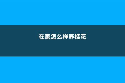 如何在家里养桂花 (在家怎么样养桂花)