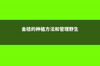 金桔的种植方法和管理 (金桔的种植方法和管理野生)