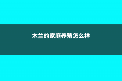 木兰的家庭养殖方法 (木兰的家庭养殖怎么样)