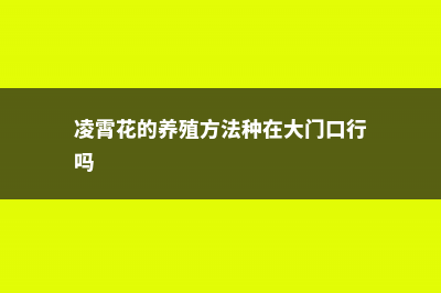 凌霄花的养殖方法和注意事项 (凌霄花的养殖方法种在大门口行吗)