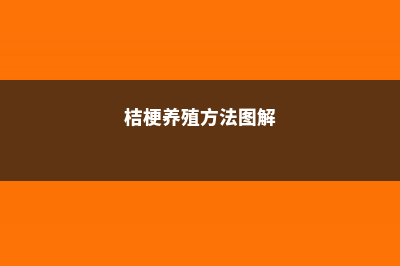 桔梗的养殖方法和注意事项 (桔梗养殖方法图解)