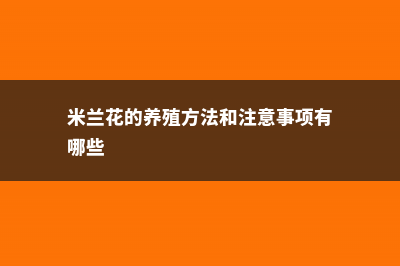 米兰花的养殖方法和注意事项 (米兰花的养殖方法和注意事项有哪些)